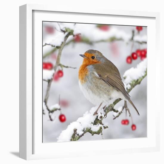 European Robin in Winter on Snowy Branch-null-Framed Photographic Print