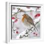 European Robin in Winter on Snowy Branch-null-Framed Photographic Print