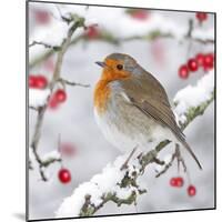 European Robin in Winter on Snowy Branch-null-Mounted Photographic Print