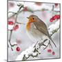 European Robin in Winter on Snowy Branch-null-Mounted Photographic Print