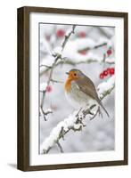 European Robin in Winter on Snowy Branch-null-Framed Photographic Print