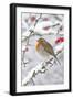 European Robin in Winter on Snowy Branch-null-Framed Photographic Print