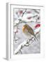 European Robin in Winter on Snowy Branch-null-Framed Photographic Print