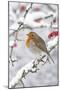 European Robin in Winter on Snowy Branch-null-Mounted Photographic Print