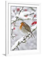 European Robin in Winter on Snowy Branch-null-Framed Photographic Print