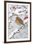 European Robin in Winter on Snowy Branch-null-Framed Photographic Print