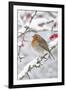 European Robin in Winter on Snowy Branch-null-Framed Photographic Print
