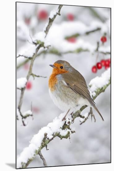 European Robin in Winter on Snowy Branch-null-Mounted Photographic Print