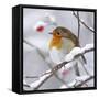 European Robin in Winter with Snow-null-Framed Stretched Canvas