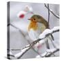 European Robin in Winter with Snow-null-Stretched Canvas