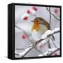 European Robin in Winter with Snow-null-Framed Stretched Canvas