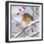 European Robin in Winter with Snow-null-Framed Photographic Print