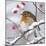 European Robin in Winter with Snow-null-Mounted Photographic Print