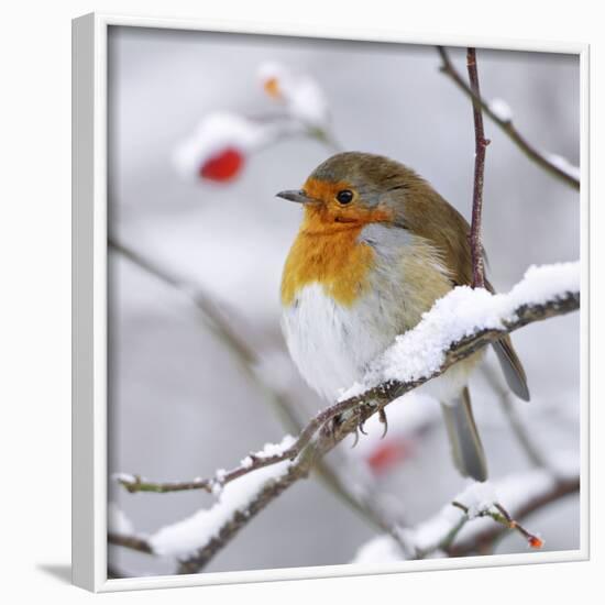 European Robin in Winter with Snow-null-Framed Photographic Print