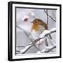 European Robin in Winter with Snow-null-Framed Photographic Print