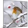 European Robin in Winter with Snow-null-Mounted Photographic Print