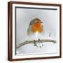 Brown Frame