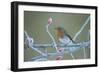 European Robin Perched by Frosty Rosehips-null-Framed Photographic Print