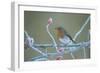 European Robin Perched by Frosty Rosehips-null-Framed Photographic Print