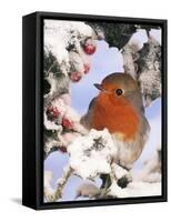 European Robin Perched in Snow-null-Framed Stretched Canvas