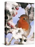 European Robin Perched in Snow-null-Stretched Canvas