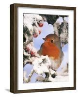 European Robin Perched in Snow-null-Framed Photographic Print