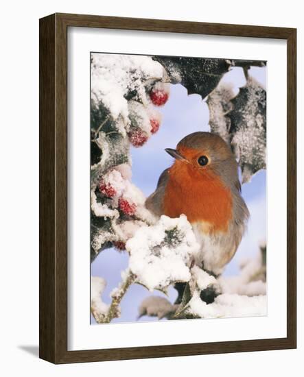 European Robin Perched in Snow-null-Framed Photographic Print