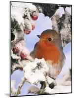 European Robin Perched in Snow-null-Mounted Photographic Print