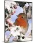 European Robin Perched in Snow-null-Mounted Photographic Print