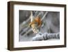 European robin perched on a hoar frosted branch on a cold winter morning, Gloucestershire, UK-Nick Upton-Framed Photographic Print