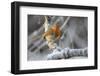 European robin perched on a hoar frosted branch on a cold winter morning, Gloucestershire, UK-Nick Upton-Framed Photographic Print