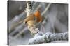 European robin perched on a hoar frosted branch on a cold winter morning, Gloucestershire, UK-Nick Upton-Stretched Canvas