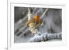 European robin perched on a hoar frosted branch on a cold winter morning, Gloucestershire, UK-Nick Upton-Framed Photographic Print