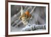 European robin perched on a hoar frosted branch on a cold winter morning, Gloucestershire, UK-Nick Upton-Framed Photographic Print