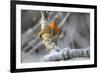 European robin perched on a hoar frosted branch on a cold winter morning, Gloucestershire, UK-Nick Upton-Framed Photographic Print