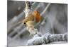 European robin perched on a hoar frosted branch on a cold winter morning, Gloucestershire, UK-Nick Upton-Mounted Photographic Print