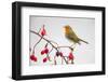 European robin perched on branch with rose hips, Germany-Hermann Brehm-Framed Photographic Print