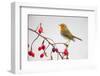 European robin perched on branch with rose hips, Germany-Hermann Brehm-Framed Photographic Print