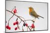 European robin perched on branch with rose hips, Germany-Hermann Brehm-Mounted Photographic Print