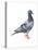 European Rock Dove (Columba Livia), Birds-Encyclopaedia Britannica-Stretched Canvas