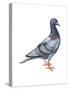 European Rock Dove (Columba Livia), Birds-Encyclopaedia Britannica-Stretched Canvas