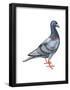 European Rock Dove (Columba Livia), Birds-Encyclopaedia Britannica-Framed Poster