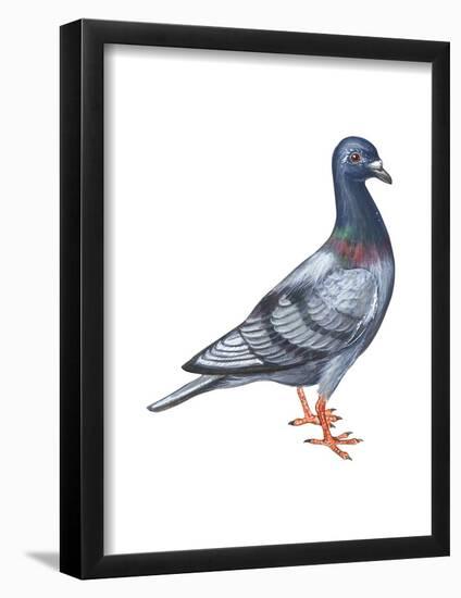 European Rock Dove (Columba Livia), Birds-Encyclopaedia Britannica-Framed Poster
