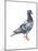 European Rock Dove (Columba Livia), Birds-Encyclopaedia Britannica-Mounted Poster