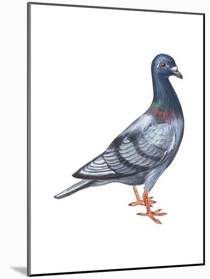 European Rock Dove (Columba Livia), Birds-Encyclopaedia Britannica-Mounted Poster