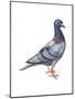 European Rock Dove (Columba Livia), Birds-Encyclopaedia Britannica-Mounted Poster