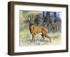 European Roe Deer (Capreolus Capreolus), Cervidae-null-Framed Premium Giclee Print