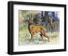 European Roe Deer (Capreolus Capreolus), Cervidae-null-Framed Premium Giclee Print