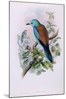 European Roller; Coracias Garrula, 1862-1873 (Hand-Finished Colour Lithograph)-John Gould-Mounted Giclee Print