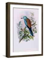 European Roller; Coracias Garrula, 1862-1873 (Hand-Finished Colour Lithograph)-John Gould-Framed Giclee Print